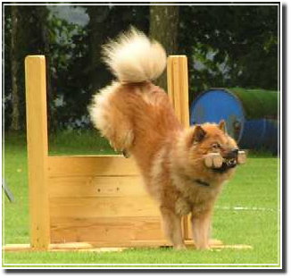 Obedience Grafik12